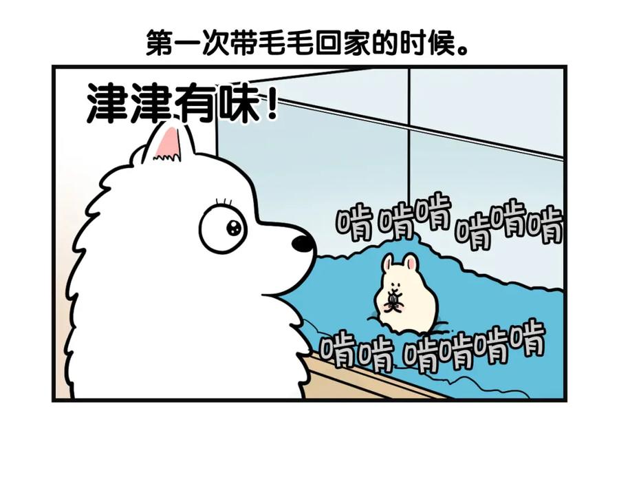 《我的狗子叫棉花》第57话 金丝熊 第48页
