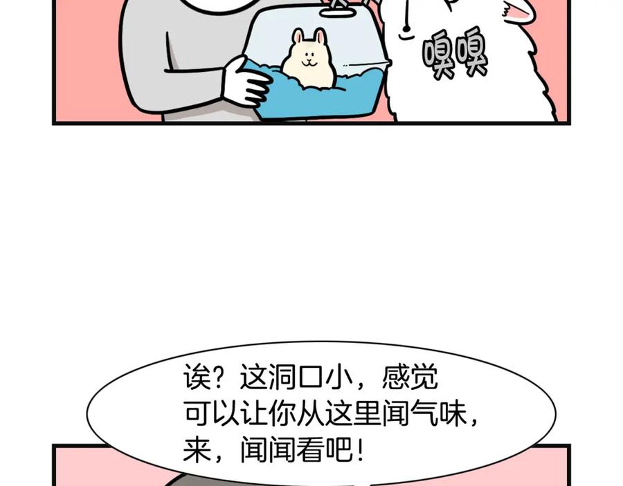 《我的狗子叫棉花》第57话 金丝熊 第72页