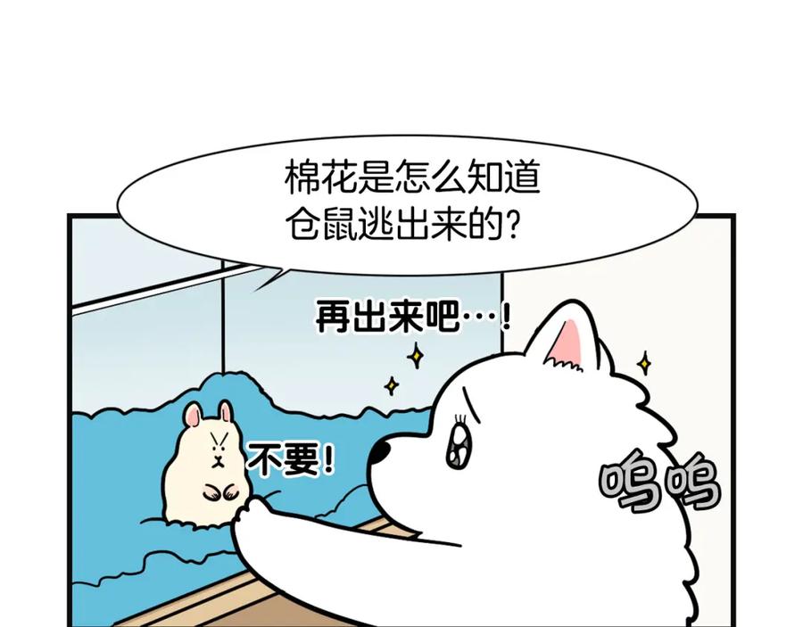 《我的狗子叫棉花》第57话 金丝熊 第41页