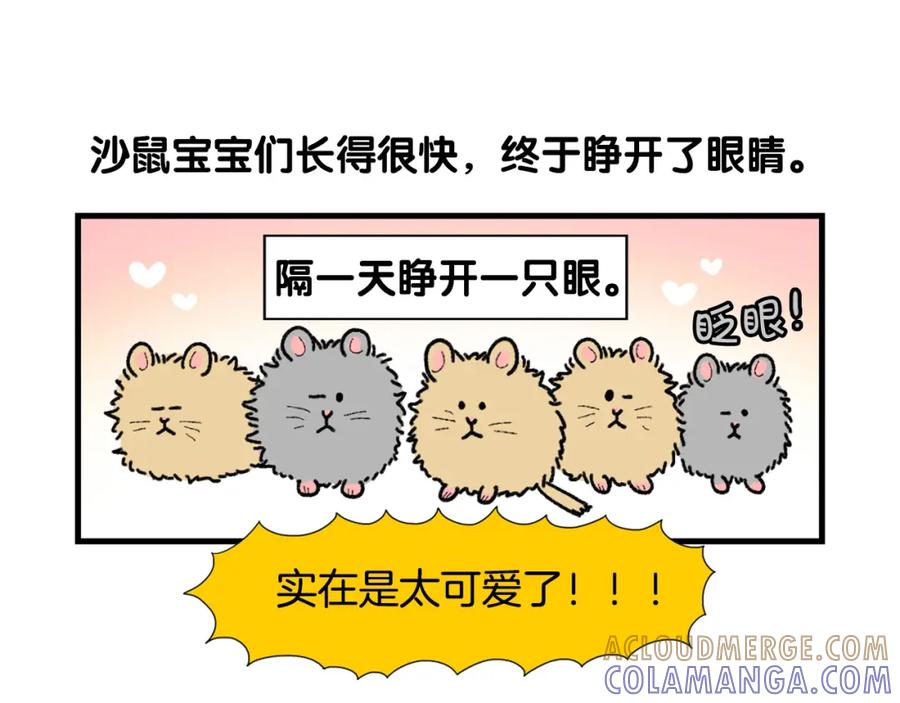 《我的狗子叫棉花》完结篇番外5 请勿随意弃养 第40页