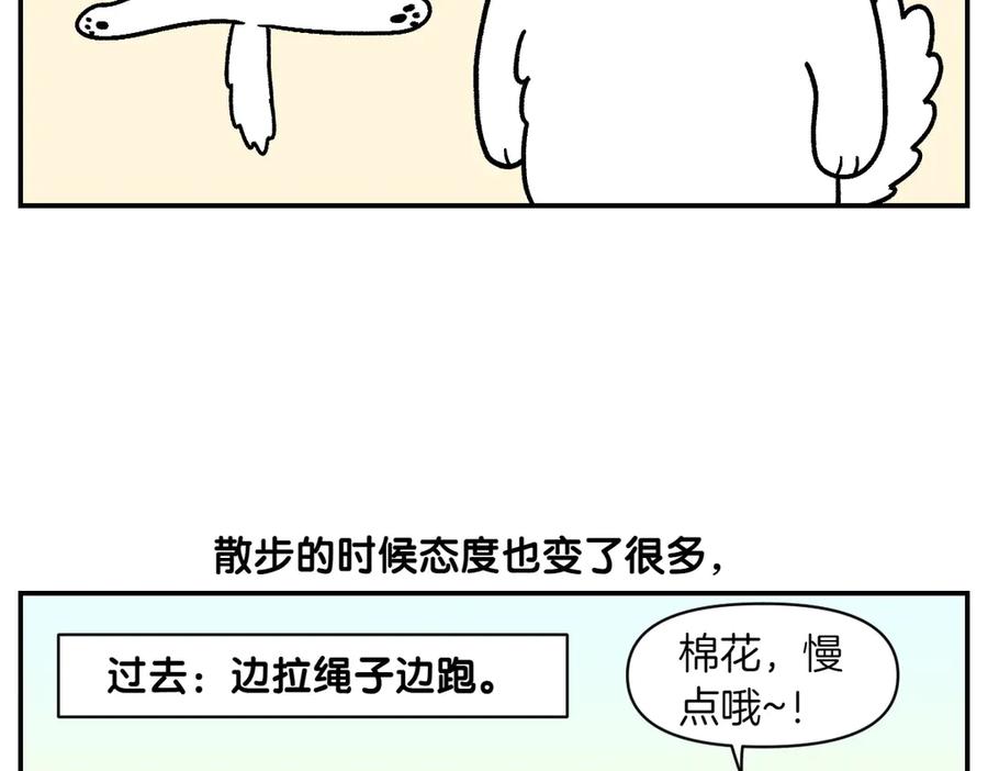 《我的狗子叫棉花》第2季序章 已经是中年狗狗了！ 第39页