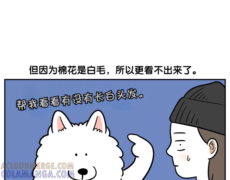 《我的狗子叫棉花》第2季序章 已经是中年狗狗了！ 第31页