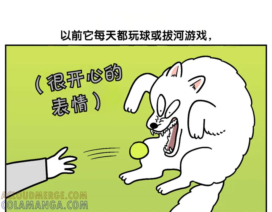 《我的狗子叫棉花》第2季序章 已经是中年狗狗了！ 第46页