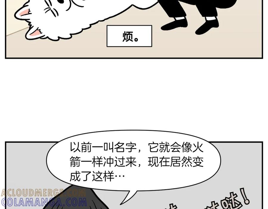《我的狗子叫棉花》第2季序章 已经是中年狗狗了！ 第64页