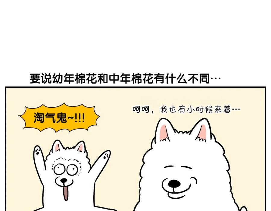 《我的狗子叫棉花》第2季序章 已经是中年狗狗了！ 第38页