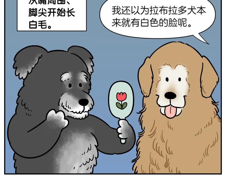 《我的狗子叫棉花》第2季序章 已经是中年狗狗了！ 第30页