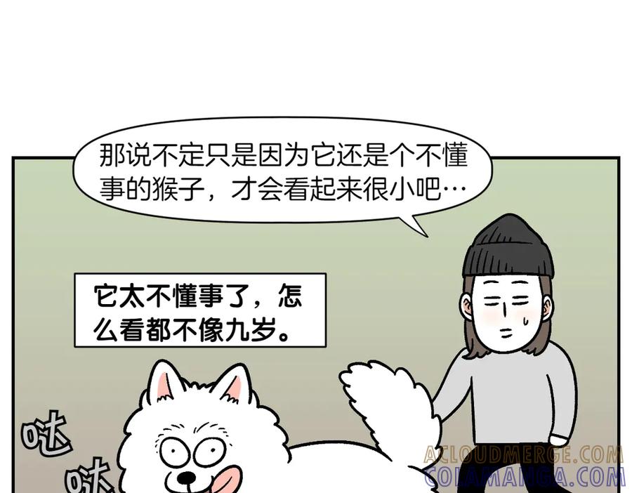 《我的狗子叫棉花》第2季序章 已经是中年狗狗了！ 第28页