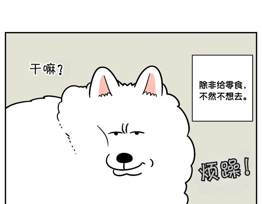 《我的狗子叫棉花》第2季序章 已经是中年狗狗了！ 第69页
