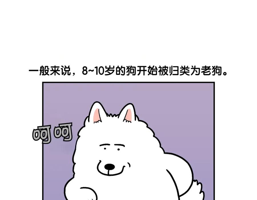 《我的狗子叫棉花》第2季序章 已经是中年狗狗了！ 第9页