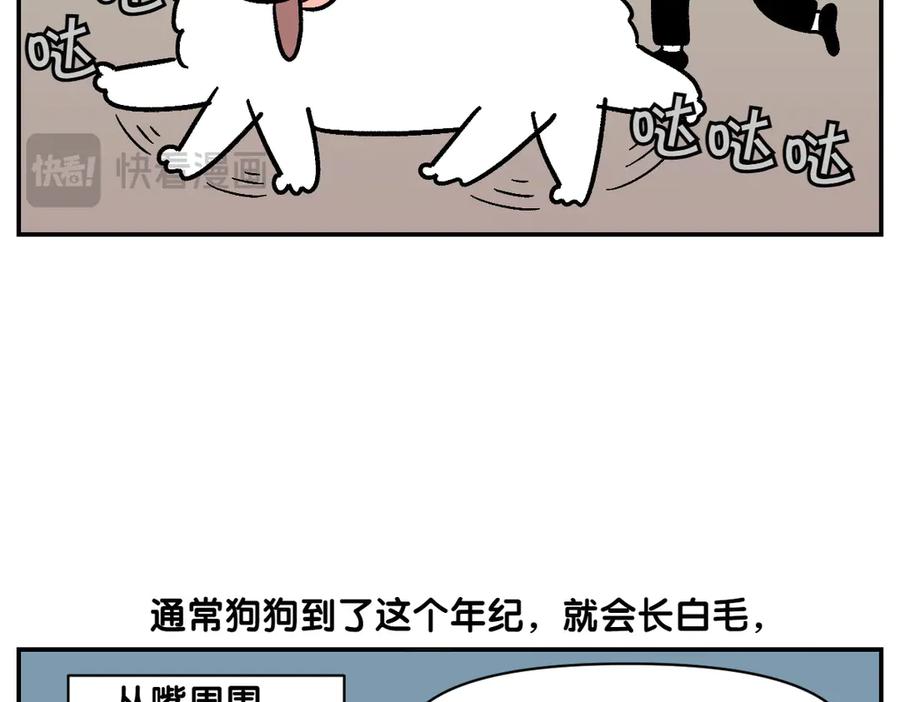 《我的狗子叫棉花》第2季序章 已经是中年狗狗了！ 第29页