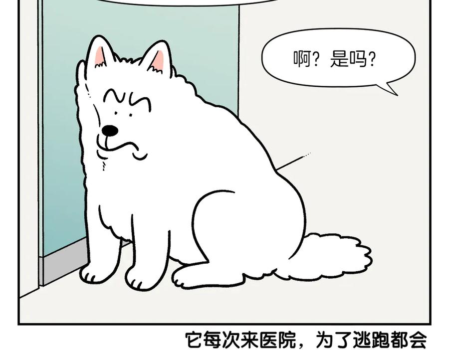 《我的狗子叫棉花》第2季序章 已经是中年狗狗了！ 第14页