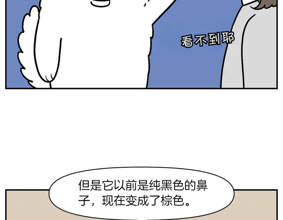 《我的狗子叫棉花》第2季序章 已经是中年狗狗了！ 第32页