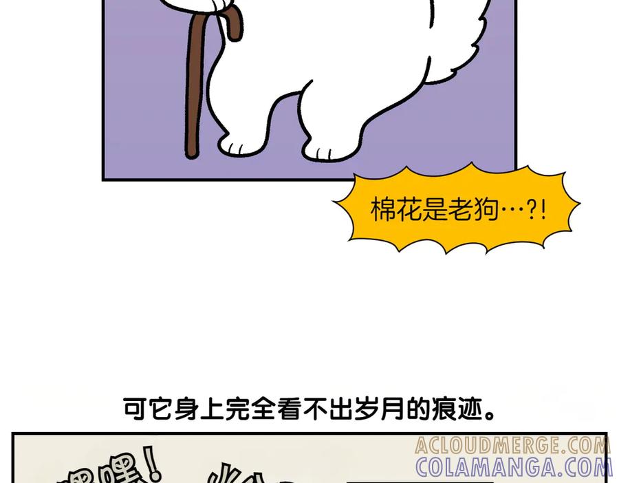 《我的狗子叫棉花》第2季序章 已经是中年狗狗了！ 第10页