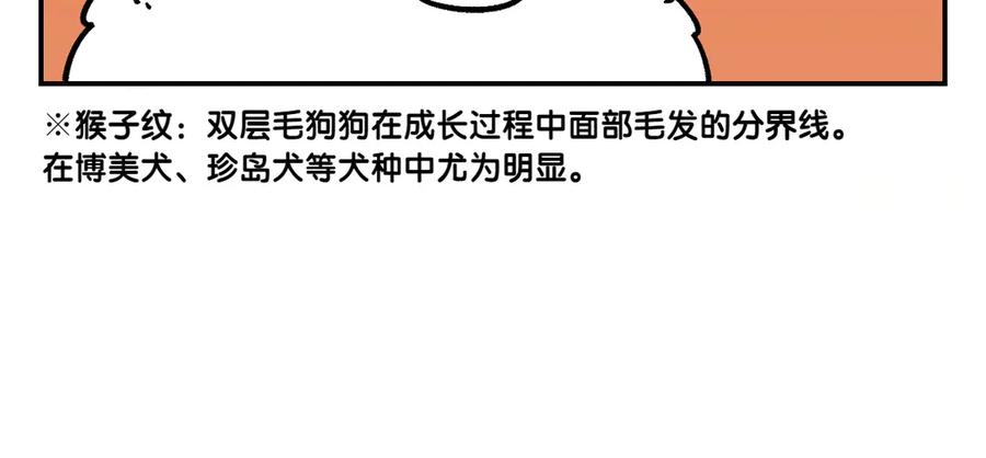 《我的狗子叫棉花》第2季序章 已经是中年狗狗了！ 第27页