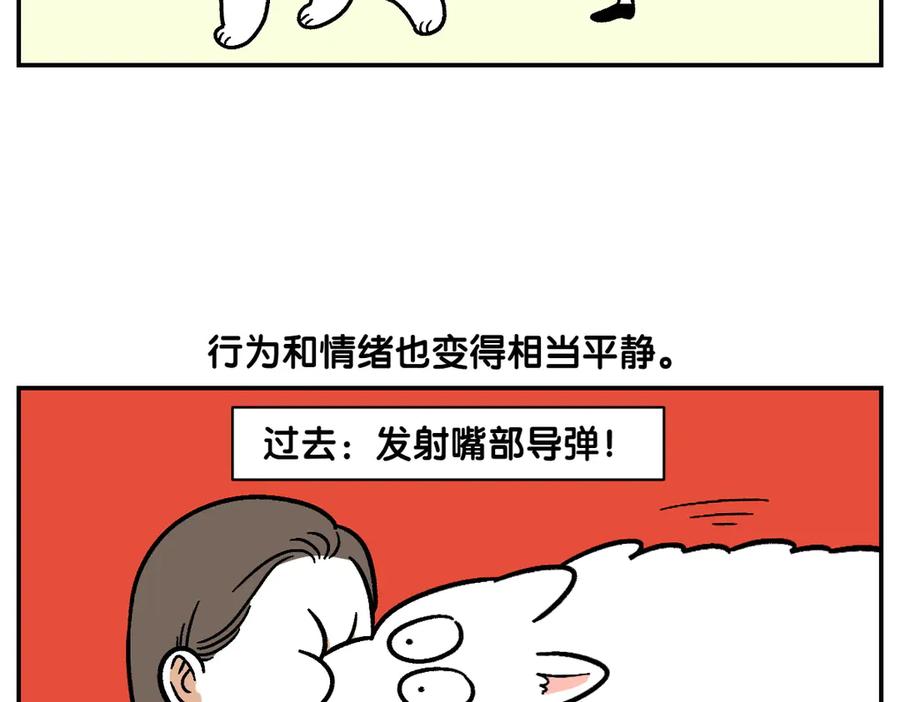 《我的狗子叫棉花》第2季序章 已经是中年狗狗了！ 第41页
