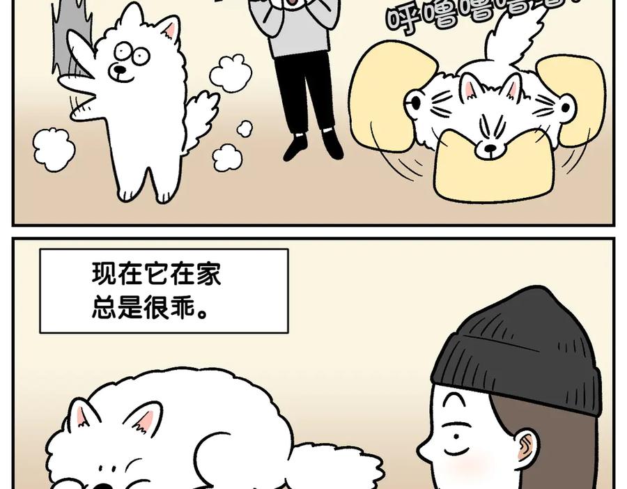 《我的狗子叫棉花》第2季序章 已经是中年狗狗了！ 第44页