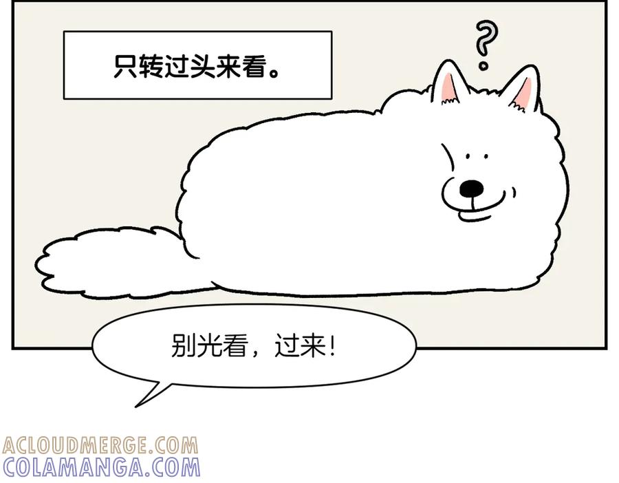 《我的狗子叫棉花》第2季序章 已经是中年狗狗了！ 第67页