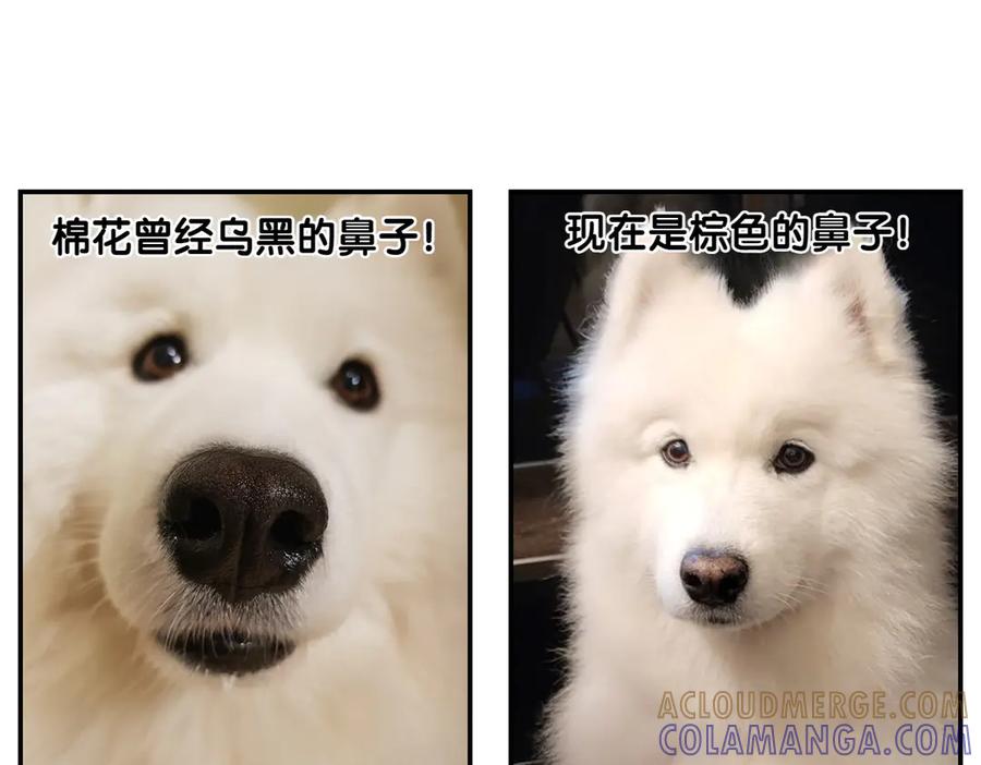 《我的狗子叫棉花》第2季序章 已经是中年狗狗了！ 第34页