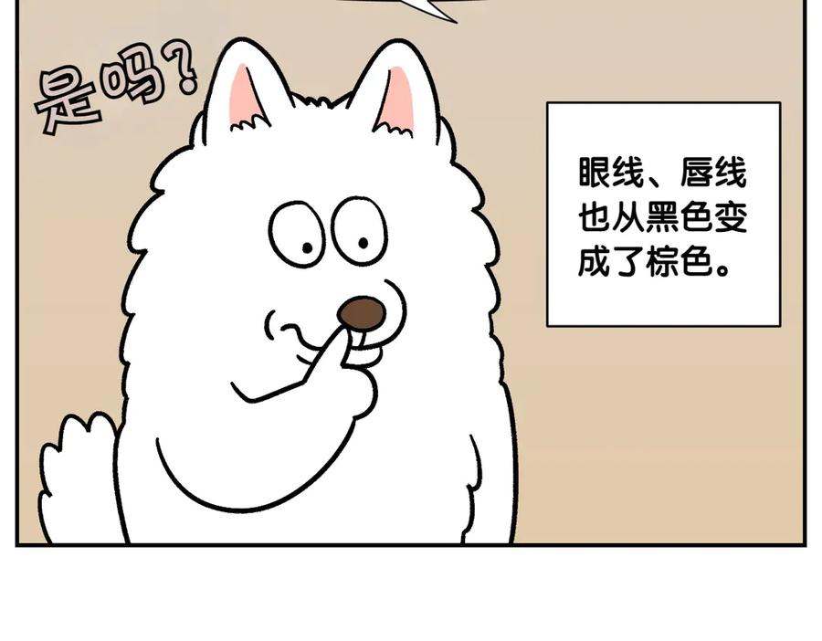 《我的狗子叫棉花》第2季序章 已经是中年狗狗了！ 第33页