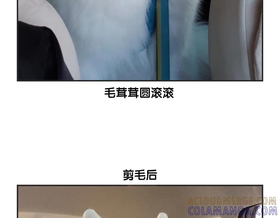 《我的狗子叫棉花》第1话 棉棒的诞生 第52页