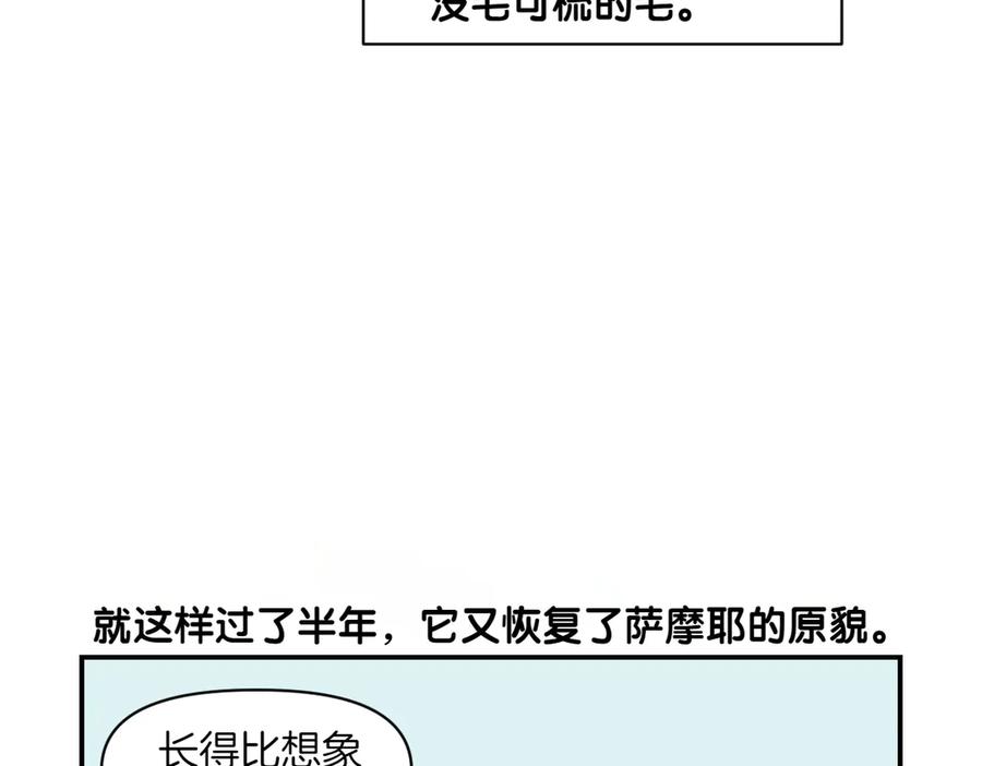 《我的狗子叫棉花》第3话 回归的棉棒 第41页