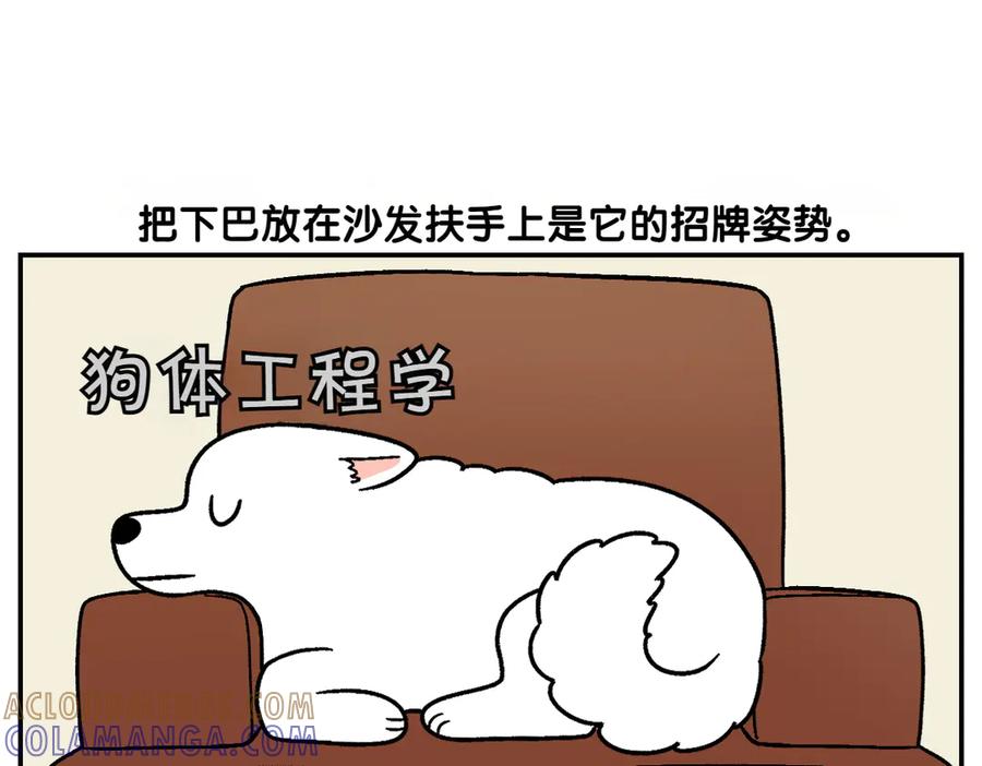 《我的狗子叫棉花》第8话 棉花的专属位置 第13页