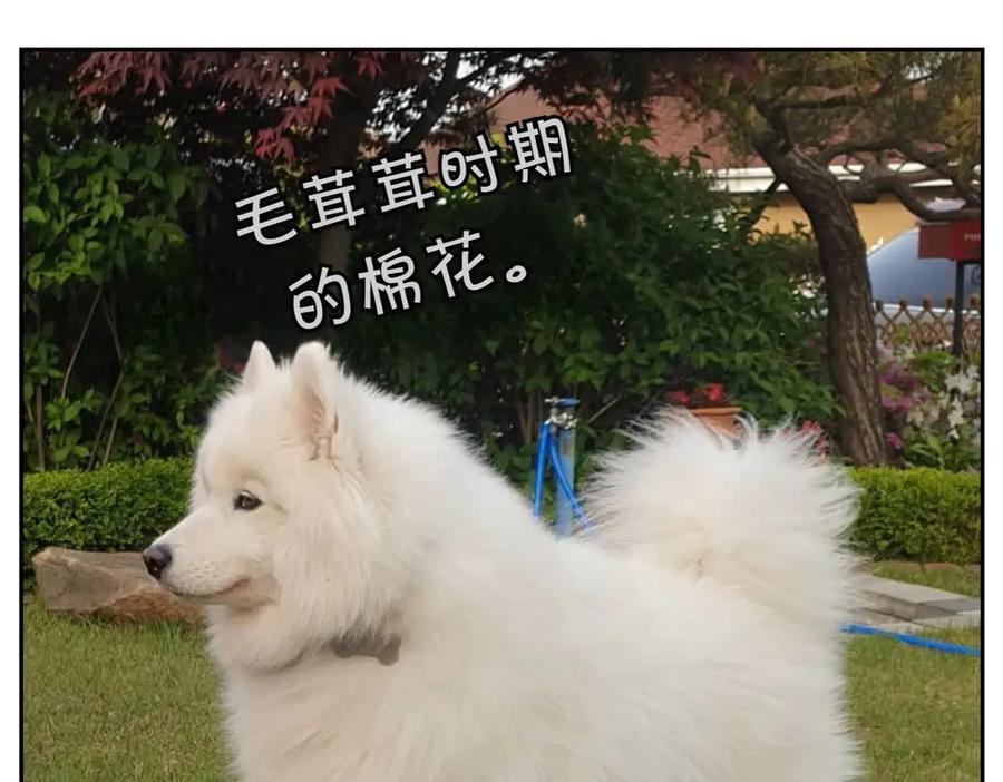 《我的狗子叫棉花》第16话 胖狗狗1 第47页