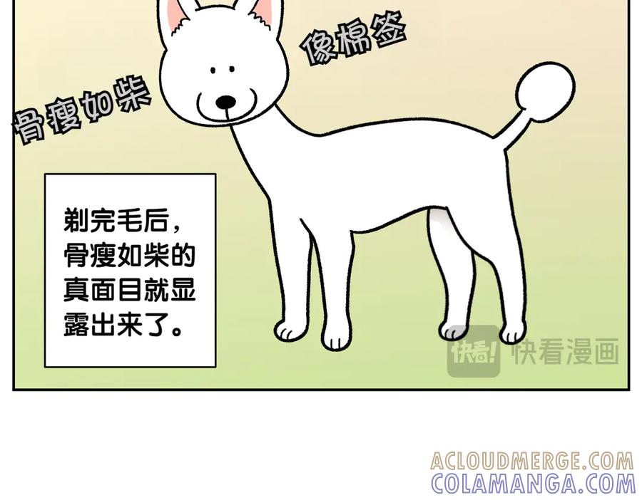 《我的狗子叫棉花》第16话 胖狗狗1 第31页