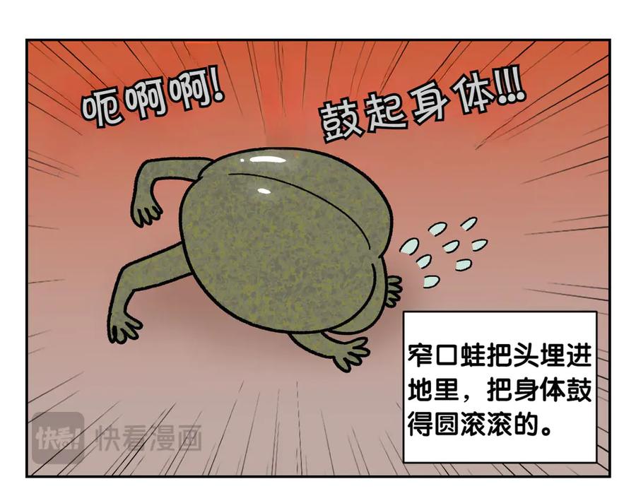 《我的狗子叫棉花》第25话 意想不到的动物朋友们 第35页