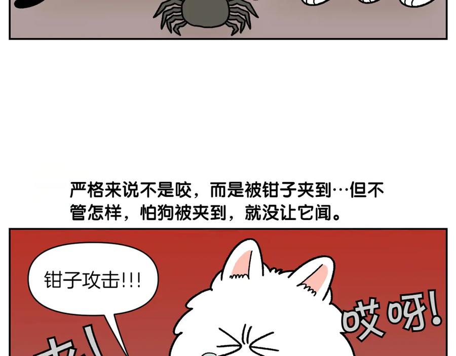 《我的狗子叫棉花》第25话 意想不到的动物朋友们 第24页