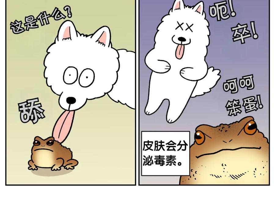 《我的狗子叫棉花》第25话 意想不到的动物朋友们 第47页