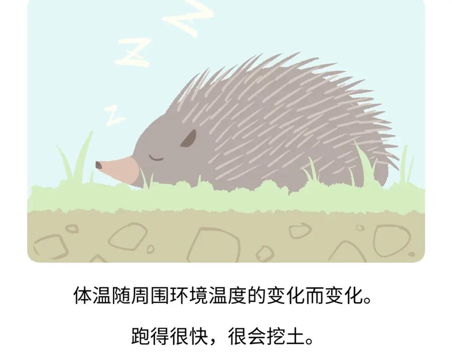 《胖达x胖达》第256话 第28页