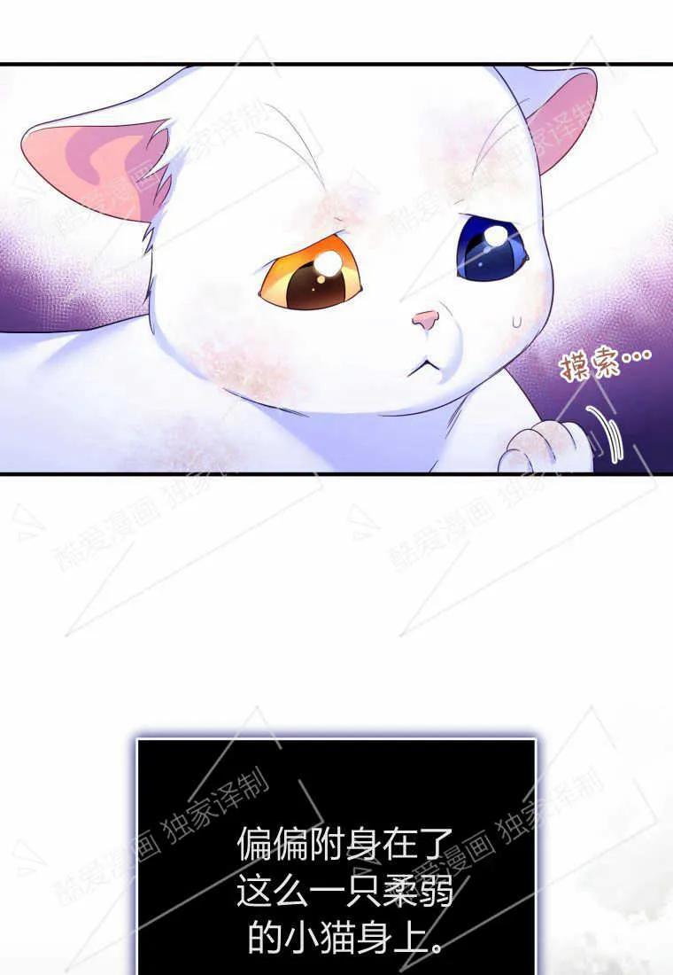 成为苏尔坦珍爱的猫咪 第02话 第38页