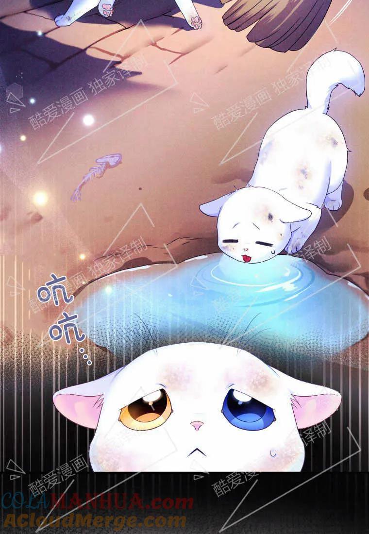 成为苏尔坦珍爱的猫咪 第02话 第41页