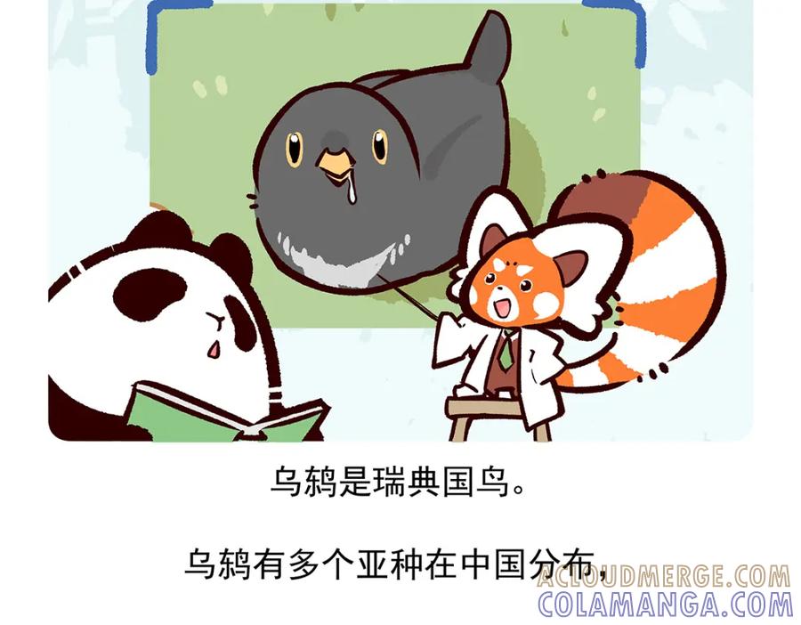 《胖达x胖达》第62话 第31页