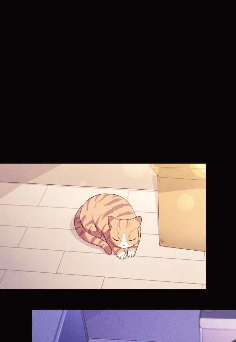 成为苏尔坦珍爱的猫咪 第57话 第44页