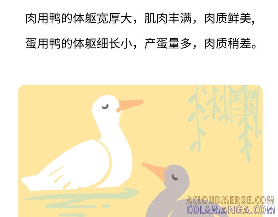 《胖达x胖达》第267话 第31页