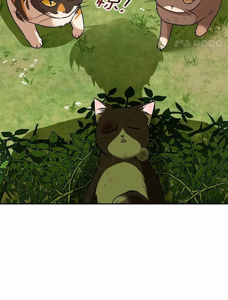《你好？兽医先生！》27.流浪猫的生活 第79页