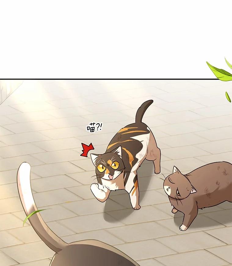 《你好？兽医先生！》27.流浪猫的生活 第42页