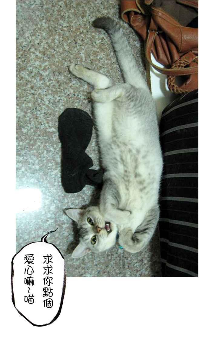 猫剑客 [第119话] 天降之剑 第38页