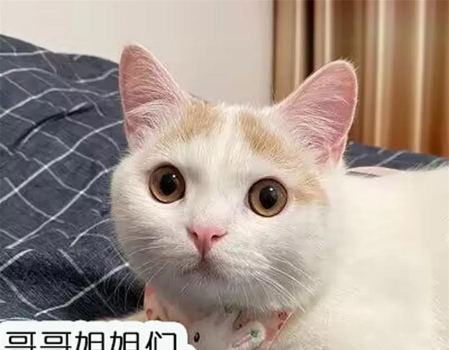 折腰 第109话 父亲的道歉 第87页