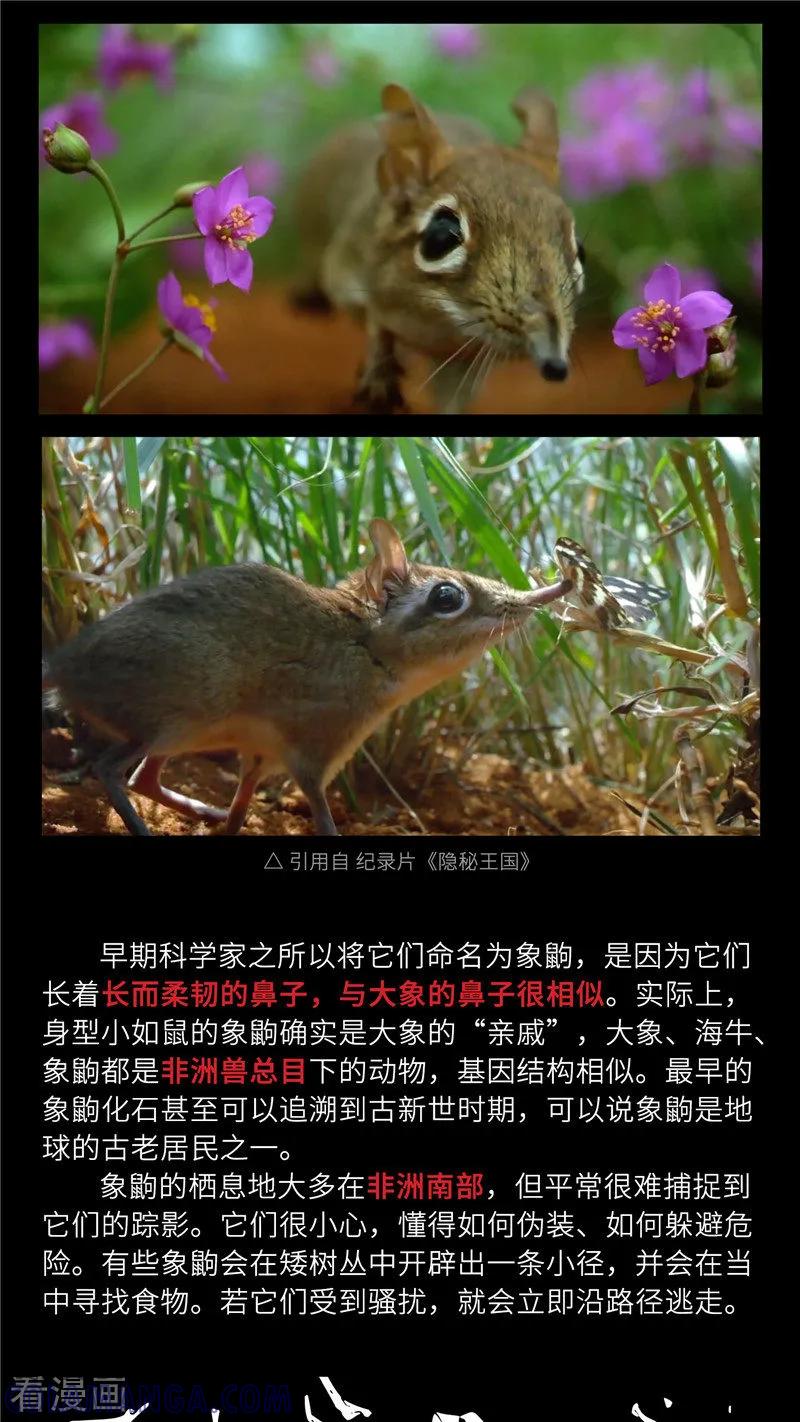 《三木落》小剧场4 长鼻鼠的秘密 第5页
