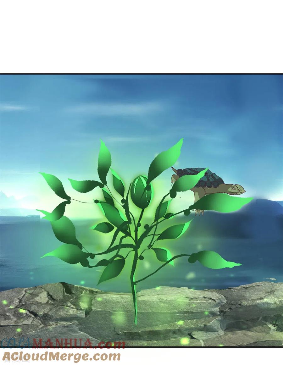 混沌丹神 334 灵龟果 第13页