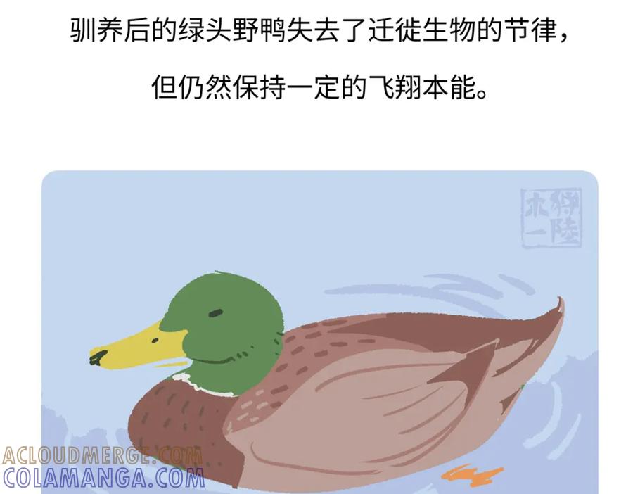 《胖达x胖达》第268话 第29页