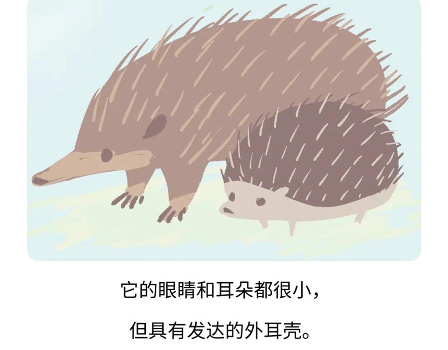 《胖达x胖达》第255话 第20页
