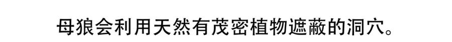 《胖达x胖达》第54话 第24页
