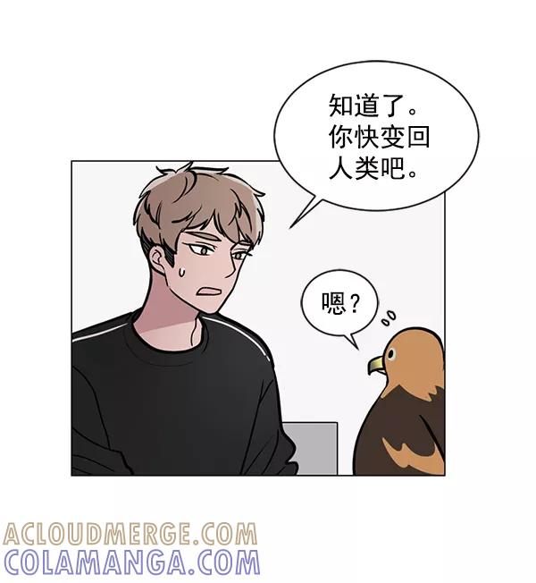 《小麻雀求婚记》第46话 第13页