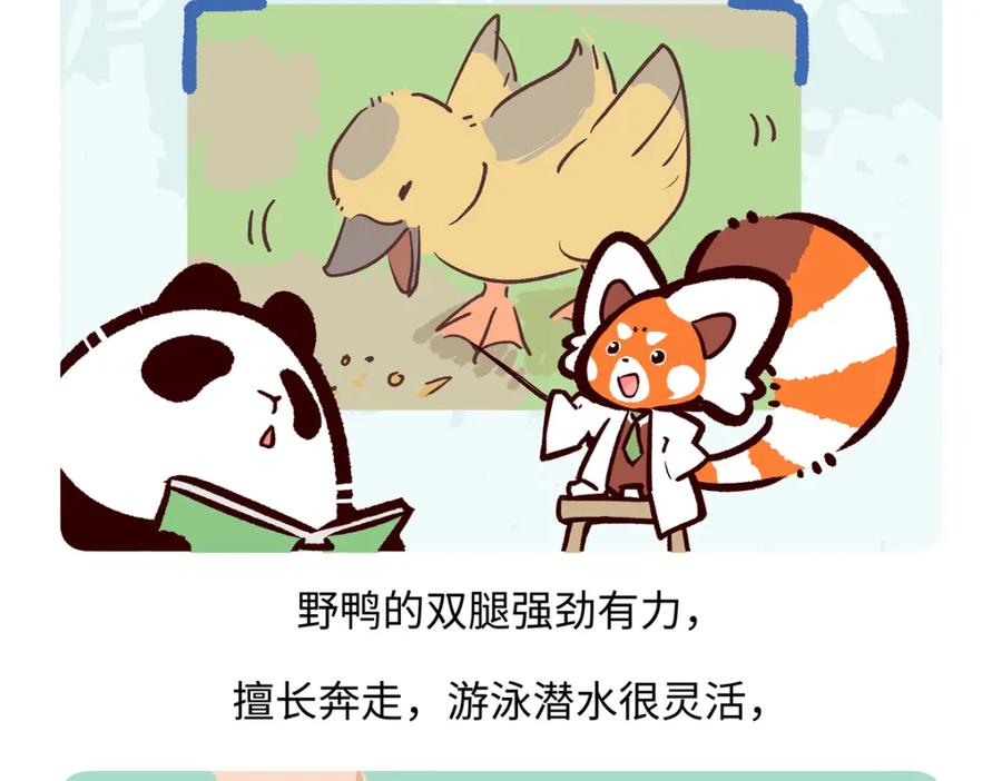 《胖达x胖达》第268话 第26页