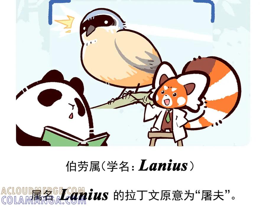 《胖达x胖达》第53话 第21页