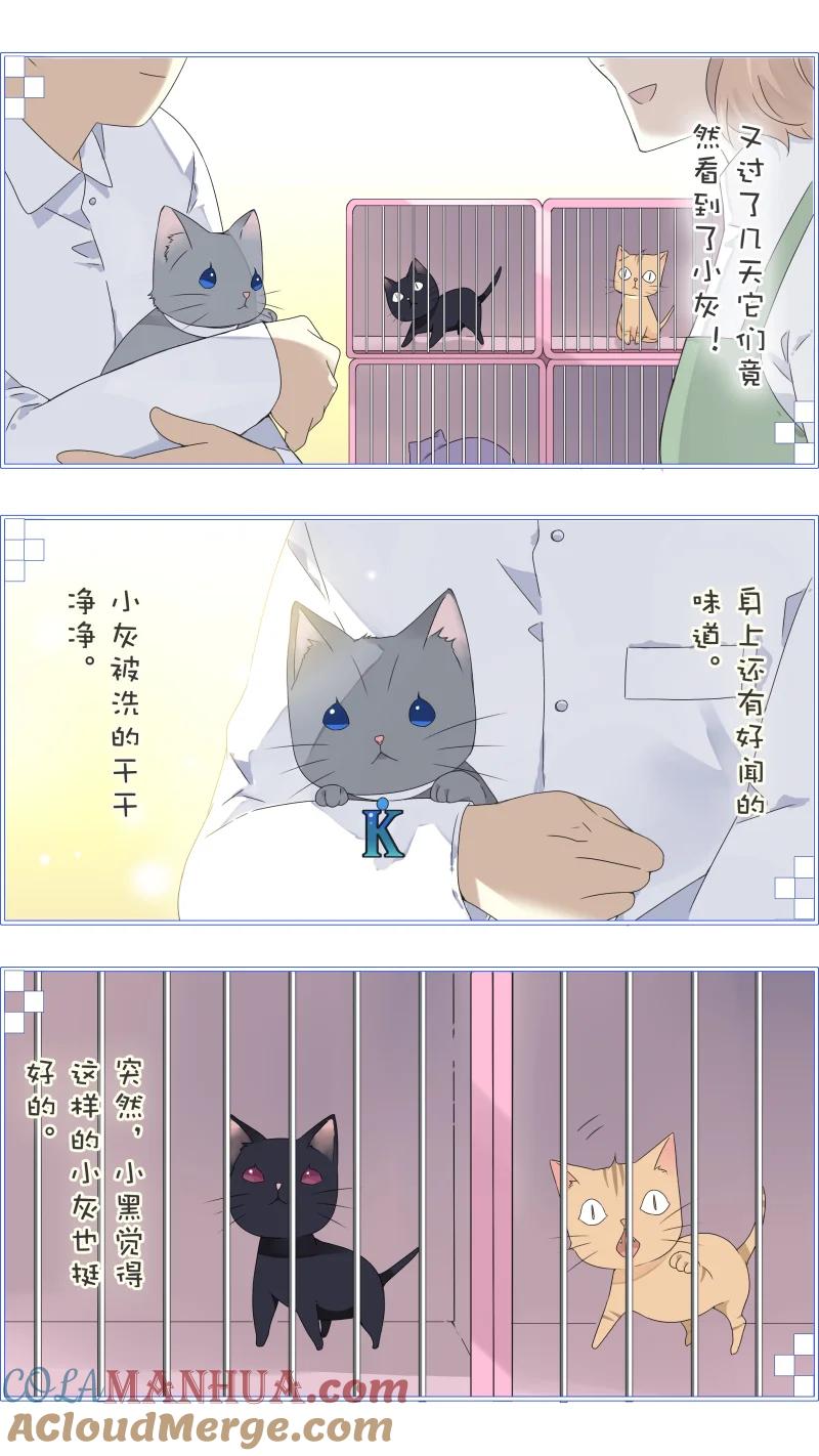 《蓝翅》蓝翅猫咪版 第9页